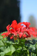 Ivy-leaved pelargonium red flowers in garden