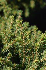 Little Gem Norway spruce