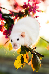Adorable fancy rat sitting in spring apple blossom