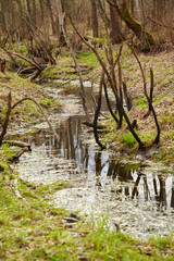 nature. forest. swamp