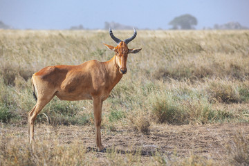 Mature Gazelle staring with a beautiful background
