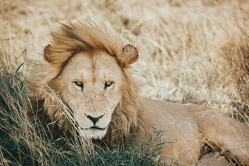 Lion resting in the Tanzania Serengety national park