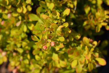 Japanese barberry Tiny Gold