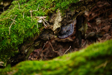 nature. forest. swamp