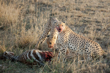 Two Cheeta's a moment after hunting down a Zebra eating and keeping their pray from being stolen in the Serengeti national park Tanzania