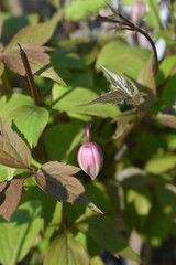 Pink Himalayan clematis flower in garden
