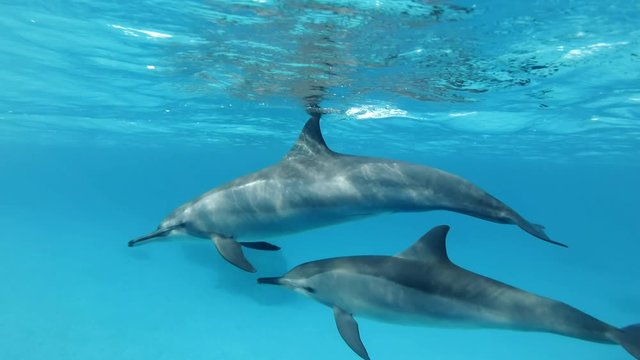Two dolphins, mother and juvenile dolphin very close swims in a circle under surface in blue water. Spinner Dolphin (Stenella longirostris), Underwater shot, Closeup. Red Sea, Sataya Reef  