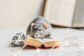 Cute grey fancy rat reading small book in garland lights