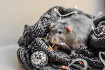 Cute dark grey rat sitting on cozy grey sweater