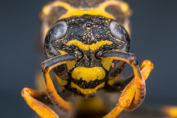 macro photo of a bee head