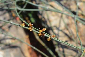 Leafless ephedra flowers