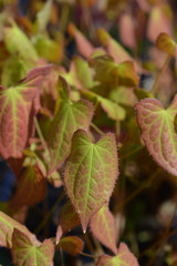 Red barrenwort leaves