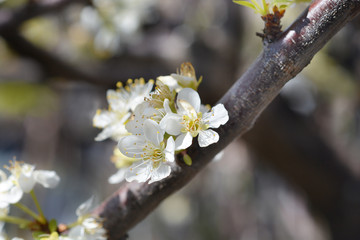 Dragons Blood Plum tree