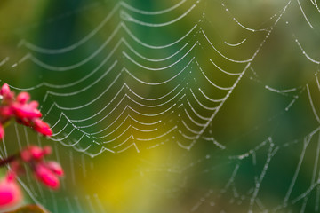 Drops of dew on the web