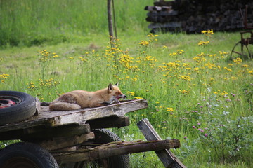 fox licking lips on haycart