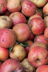 Apfel