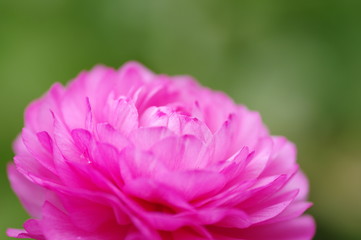 ピンクの花
