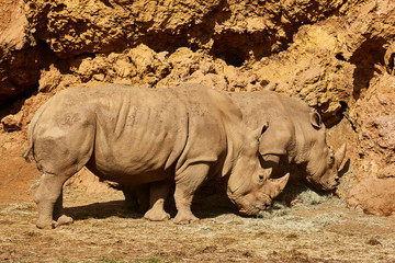 Fototapeta premium A white rhino, rhinoceros grazing in an open field in South Africa
