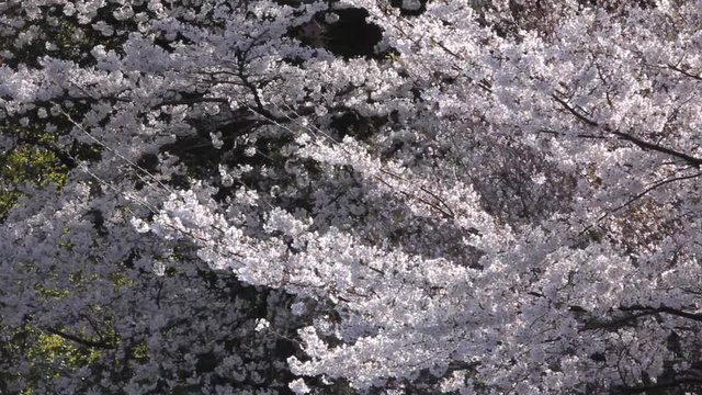 さくら