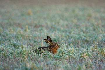 Brown hare in grass with hoarfrost