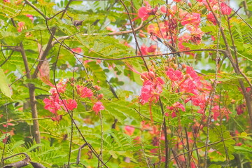 Soft focus Pride of Barbados (Caesalpinia pulcherrima) blossom on branch with green nature blurred background, known as Red Bird of Paradise, Dwarf Poinciana, Peacock Flower, and flamboyan-de-jardin.