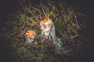 Disease of Amanita muscaria (Fly agaric mushroom) 