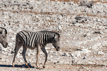 Obraz na płótnie Canvas A Burchell's Plains zebra -Equus quagga burchelli- standing on the plains of Etosha National Park, Namibia.