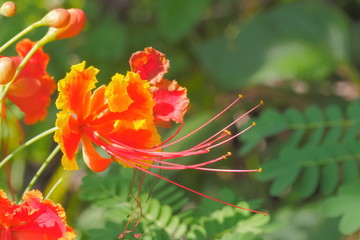 Close-up Pride of Barbados (Caesalpinia pulcherrima) blossom on branch with green nature blurred background, known as Red Bird of Paradise, Dwarf Poinciana, Peacock Flower, and flamboyan-de-jardin.