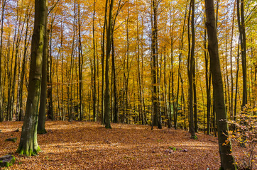 Autumn in a beech forest
