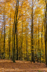 Autumn in a beech forest
