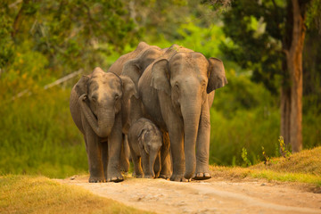 Fototapeta na wymiar asian elephant family with calf ,Bandipur National Park,Karnataka