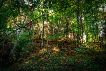 Forest illuminated by the early autumn sun. Scenery of Wolski Forest in Krakow in Poland. View of the legendary rocky and wooded gorge. Beautiful limestone rocks in the middle of a green woods. 