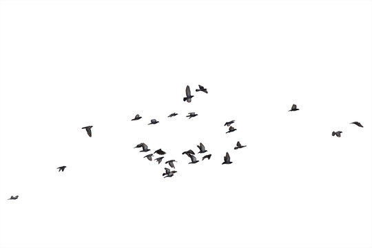 Flocks of flying pigeons isolated on white background. Clipping path.