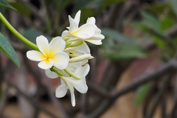 Fototapeta premium Beautiful white Plumeria flowers (frangipani) blossom blooming on branches with green nature blurred background.