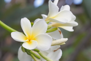 Obraz na płótnie Canvas Beautiful white Plumeria flowers (frangipani) blossom blooming on branches with green nature blurred background.