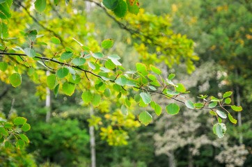 Green natural background. Branch with green leaves in the forest.