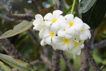 Beautiful white Plumeria flowers (frangipani) blossom blooming on branches with green nature blurred background.