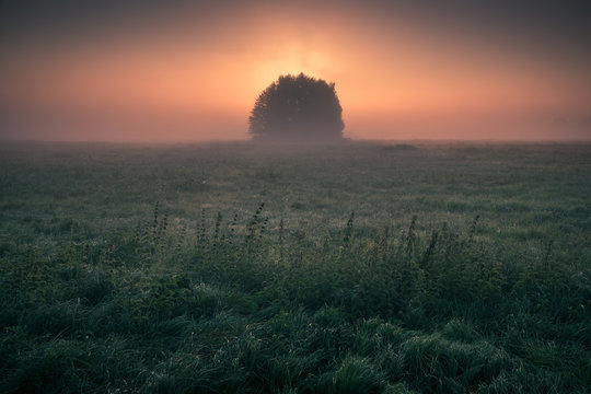 Sunrise over the lonely clump of trees during a foggy morning in Oborskie Meadows, Konstancin Jeziorna, Poland