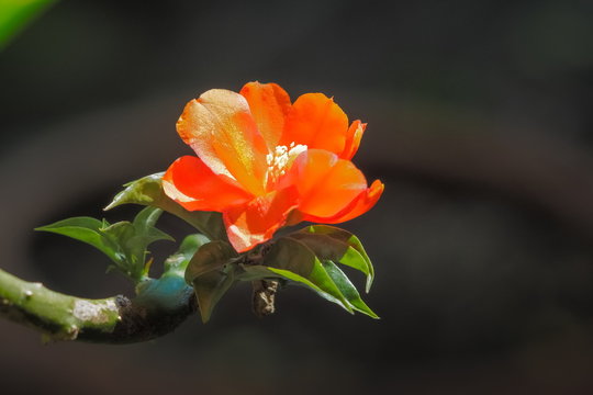 Close-up Wax Rose or Leuenbergeria bleo (Pereskia bleo) blossom on branch with nature blurred background.