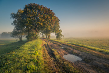 Road during a foggy morning in Oborskie Meadows, Konstancin Jeziorna, Poland