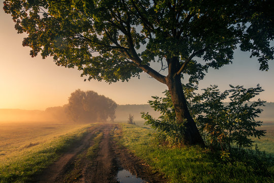 Road during a foggy morning in Oborskie Meadows, Konstancin Jeziorna, Poland
