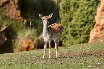Portrait Deer of a free and wild Spain stag, as captured in his natural habitat