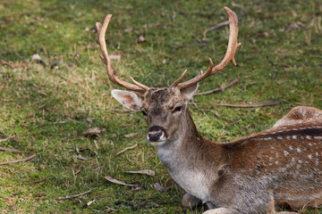 Naklejka na ściany i meble Portrait Deer of a free and wild Spain stag, as captured in his natural habitat