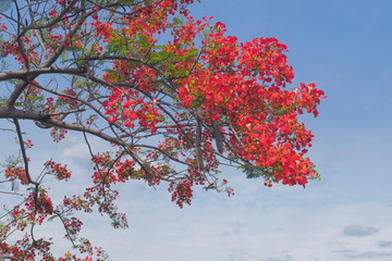 view of Royal poinciana tree (Delonix regia) also called flamboyant tree or peacock tree, red flowers blossom blooming on branches with blue sky background.