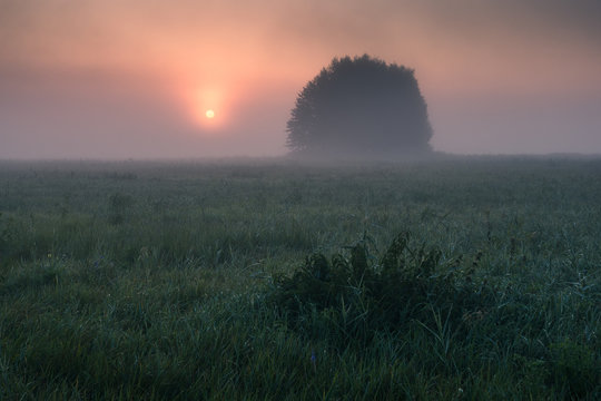 Sunrise over the lonely clump of trees during a foggy morning in Oborskie Meadows, Konstancin Jeziorna, Poland