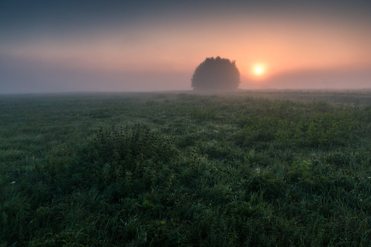 Sunrise over the lonely clump of trees during a foggy morning in Oborskie Meadows, Konstancin Jeziorna, Poland