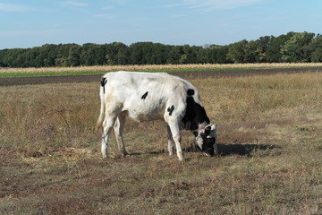 Cow on the Meadow
