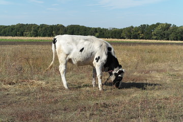 Cow on the Meadow