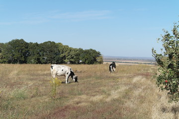 Obraz premium Cow on the Meadow