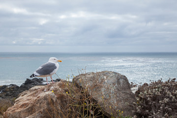 gaviota sobre roca frente al mar en Big Sur